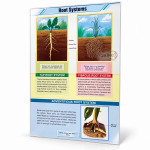 Root System Chart
